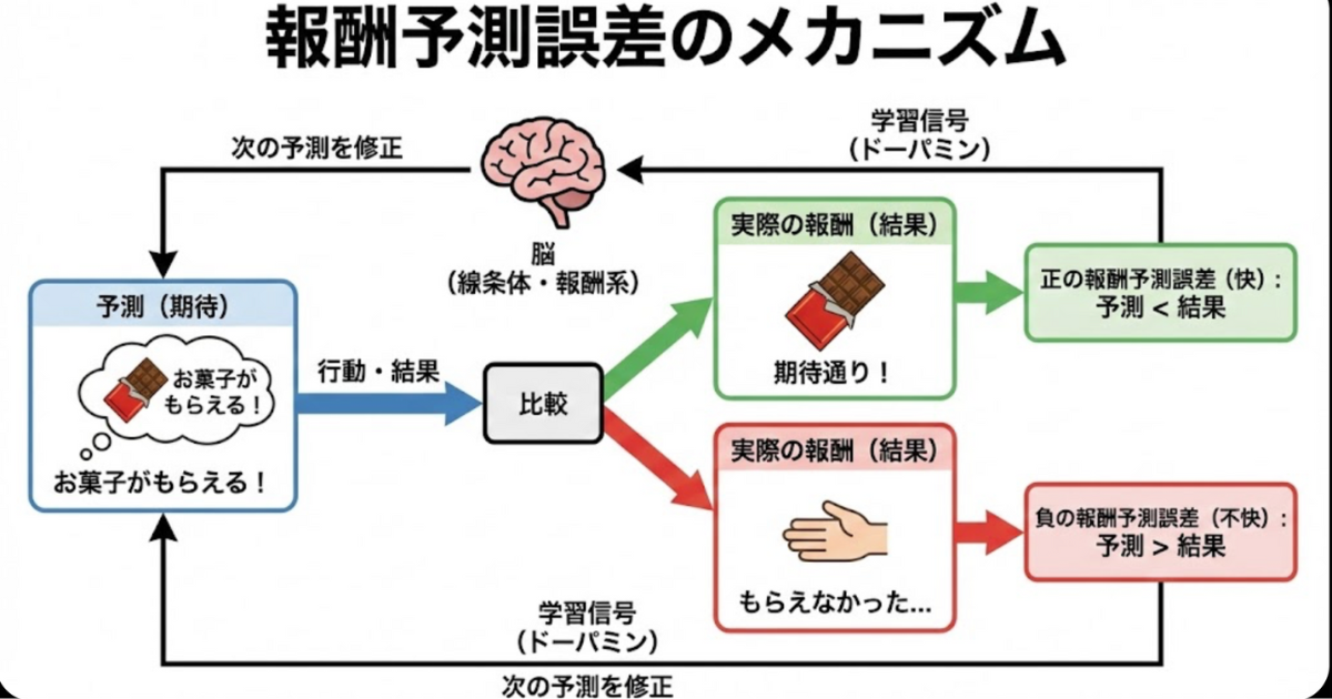 【図解】報酬予測誤差のメカニズムとドーパミン分泌：期待（予測）と結果の差によって「快（正の誤差）」か「不快（負の誤差）」が決まり、脳（線条体）が学習信号を送るプロセスの詳細フローチャート